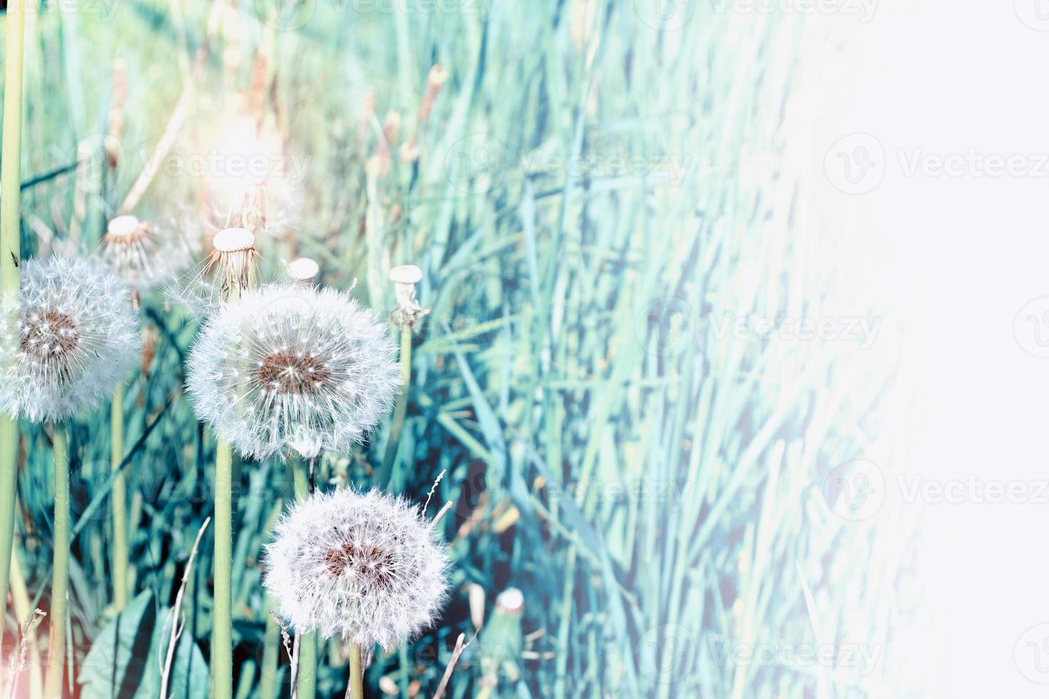 Summer landscape. Flowers. photo