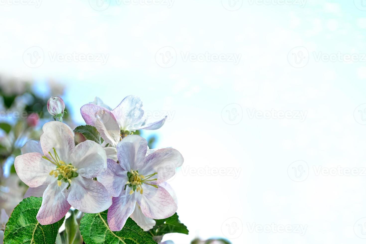 spring landscape. Flowering apple tree. Spring flowering garden. photo