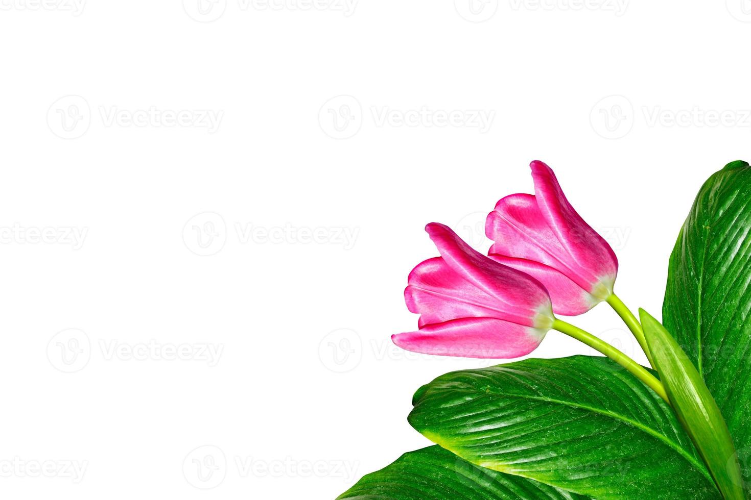 spring flowers tulips isolated on white background. photo