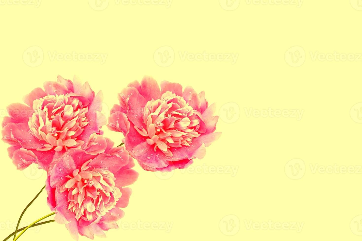Bright colorful flowers peonies photo
