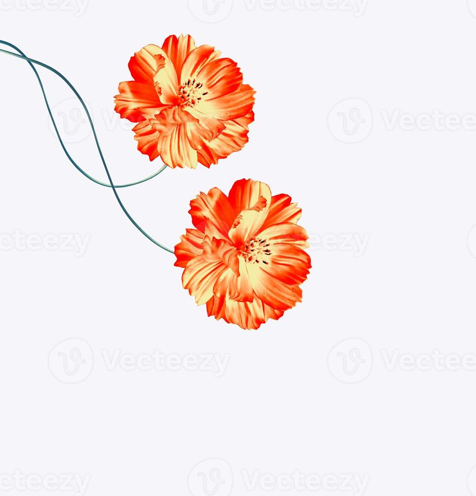 daisies summer flower isolated on white background. photo