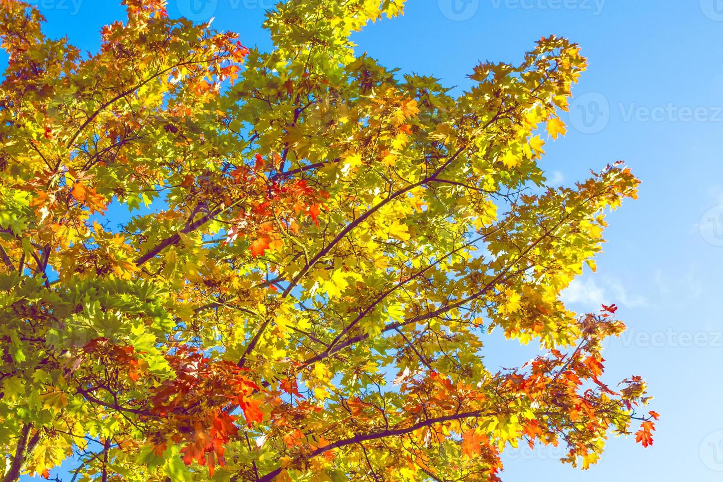 autumn landscape with bright colorful foliage. Indian summer. photo