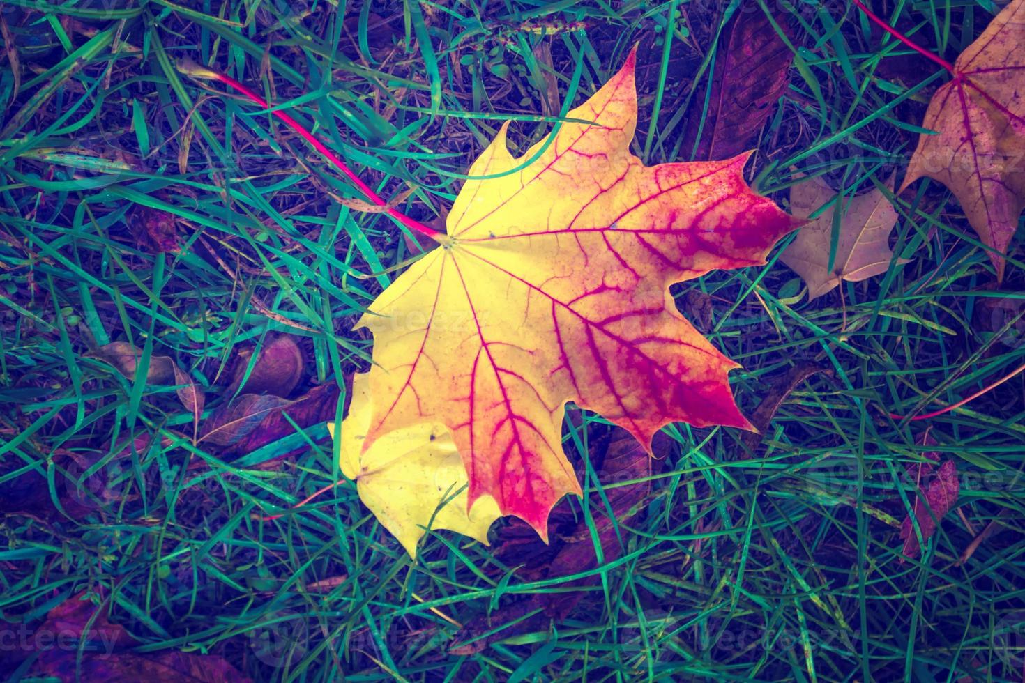 autumn landscape with bright colorful foliage. Indian summer. photo