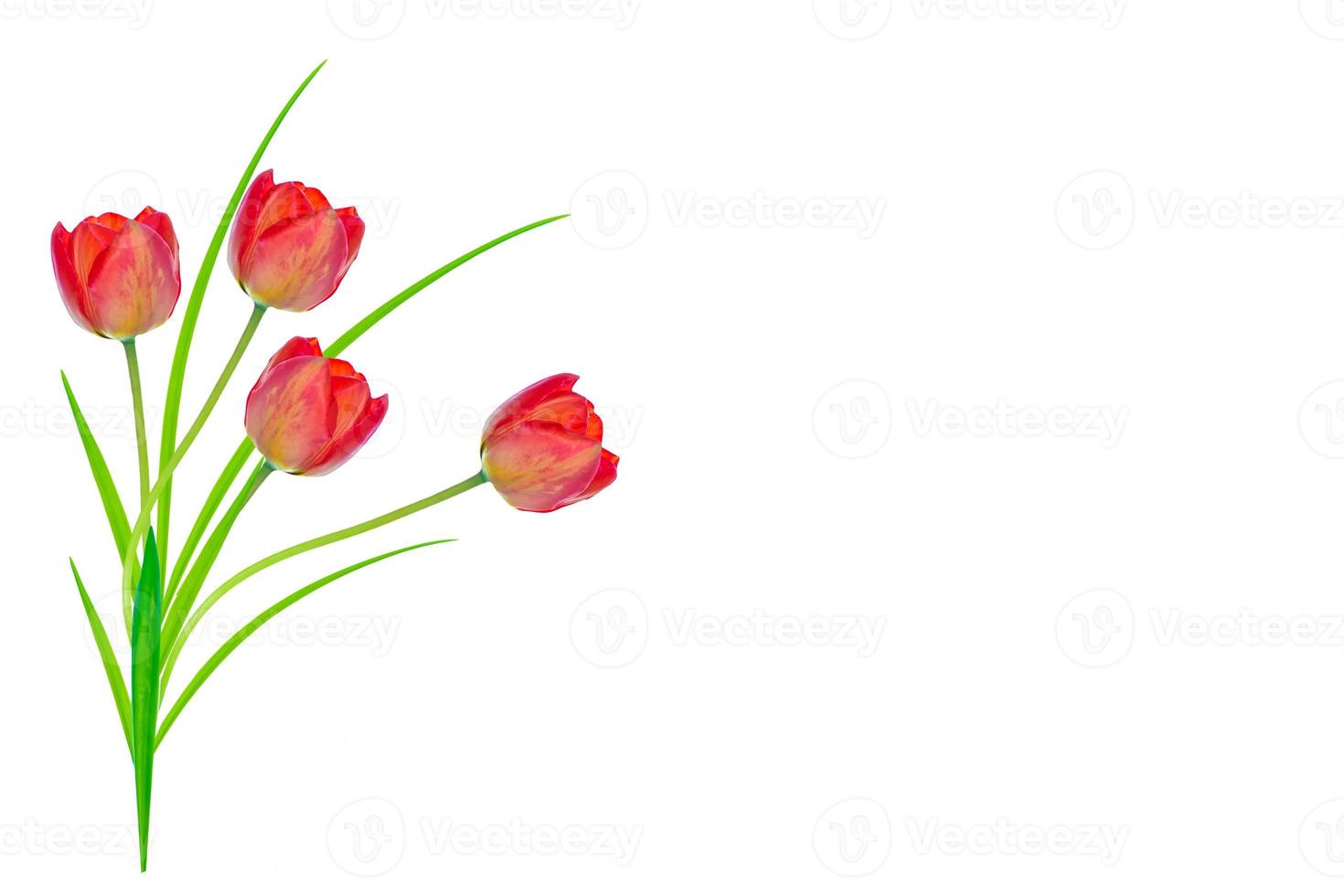 spring flowers tulips photo