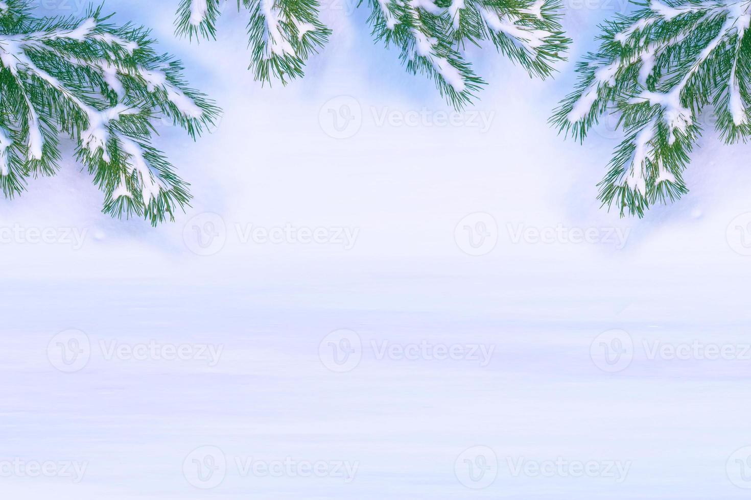 Frozen winter forest with snow covered trees. photo