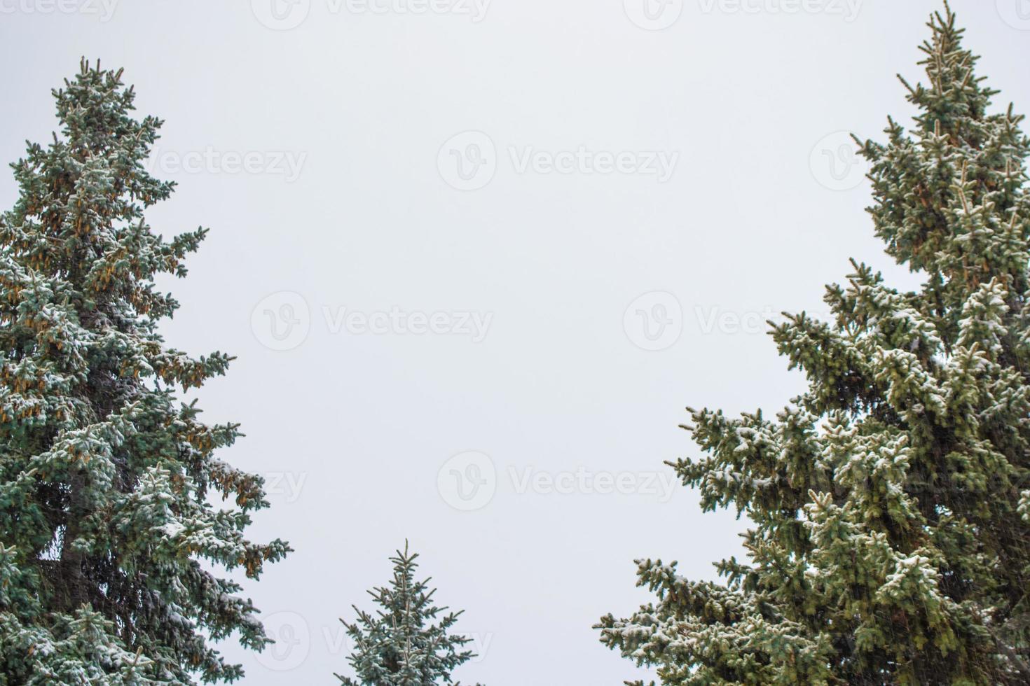 Frozen winter forest with snow covered trees. photo
