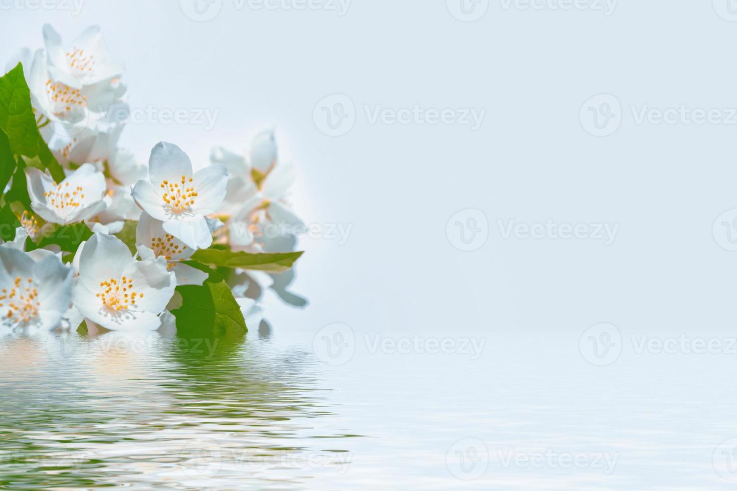White jasmine The branch delicate spring flowers photo