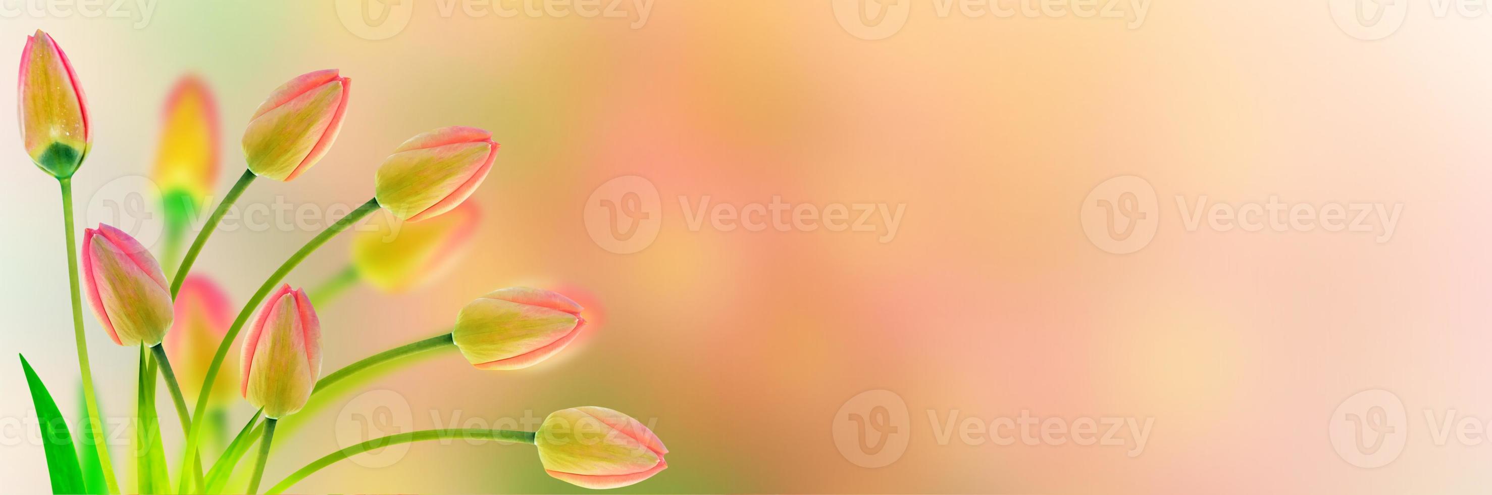 Bright and colorful flowers tulips photo