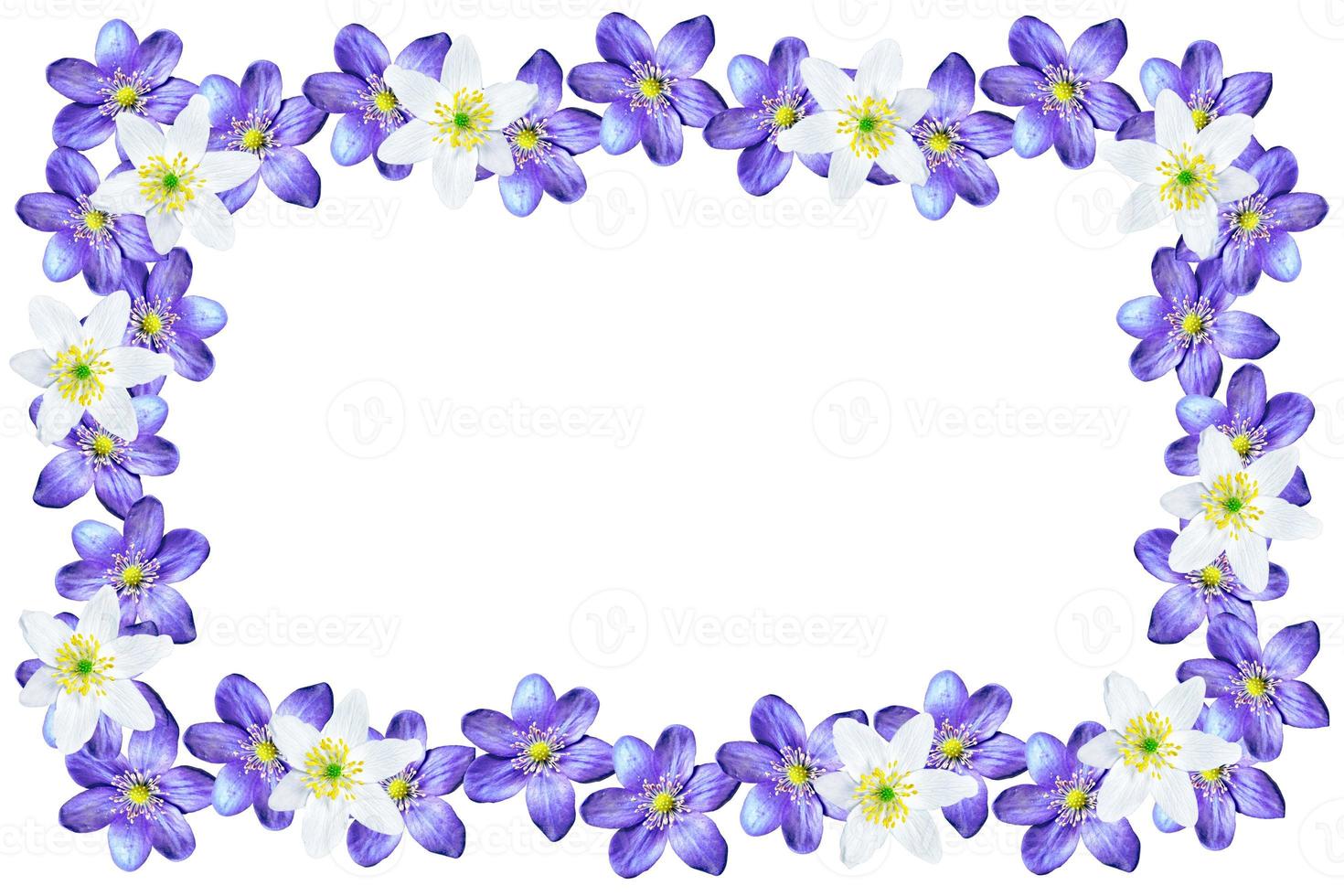spring flowers snowdrops isolated on white background. photo