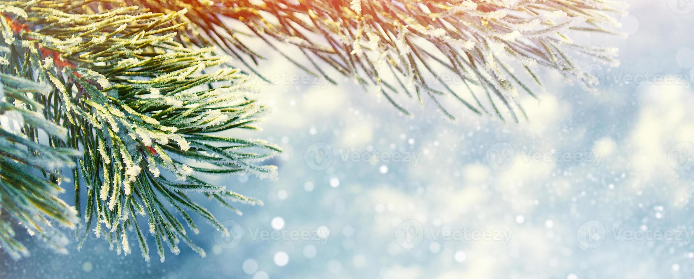 Coniferous spruce branch. Frozen winter forest with snow covered trees. photo