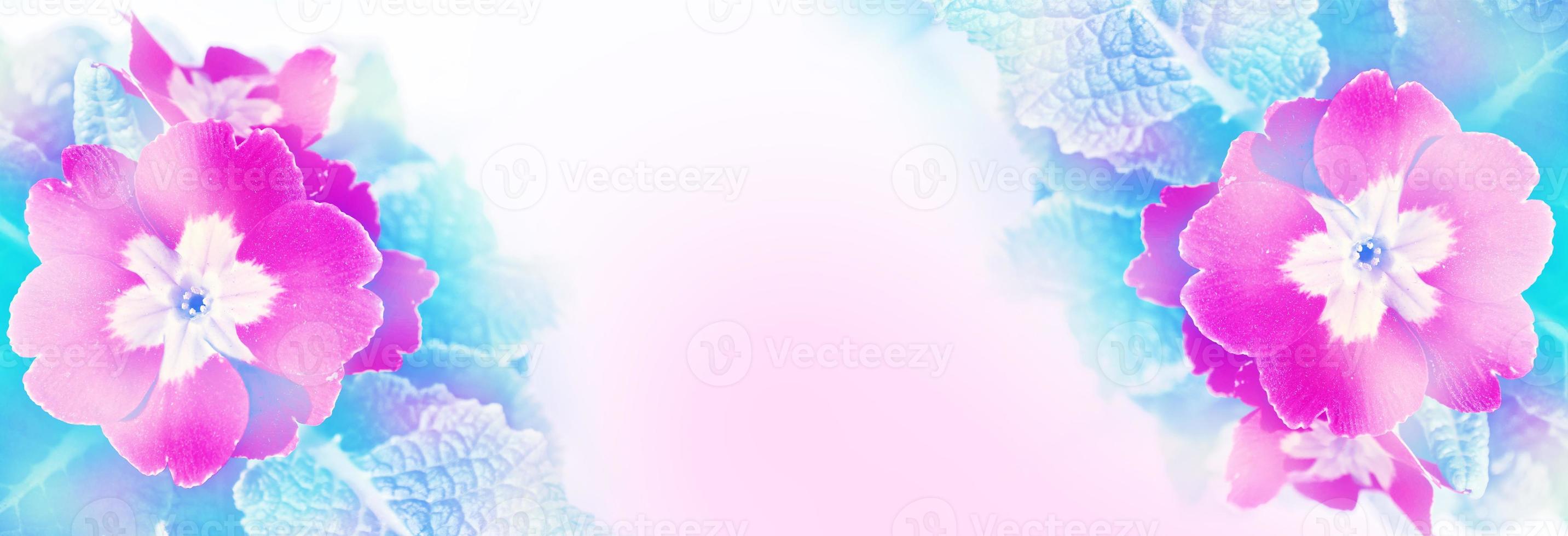 Floral background with beautiful bright spring flowers primrose. Spring landscape. photo