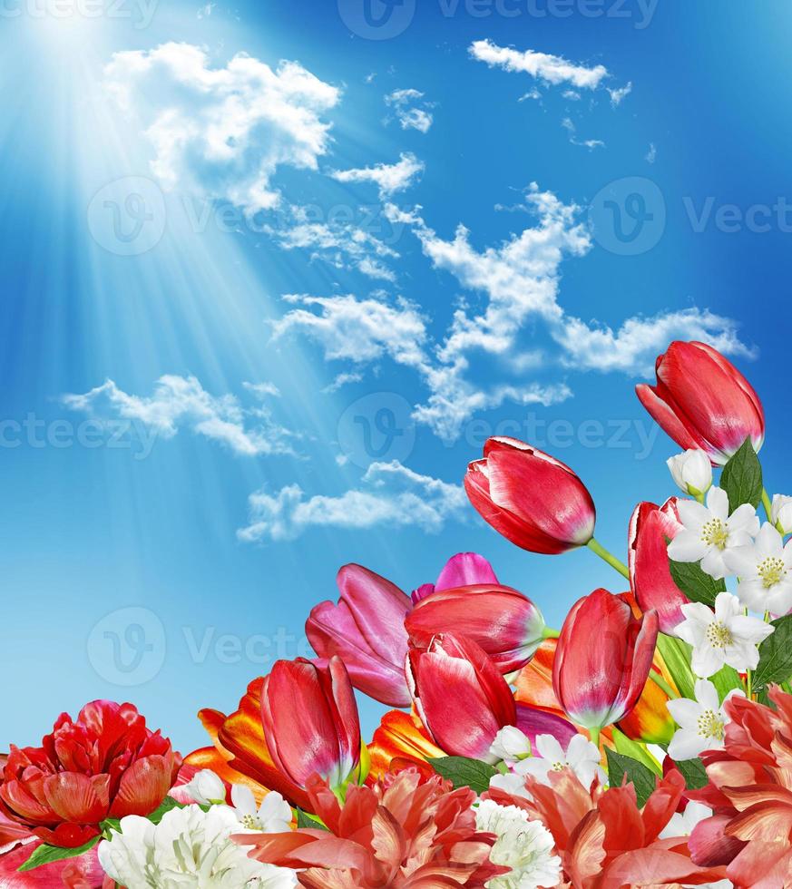 Spring flowers tulips on the background of blue sky with clouds photo