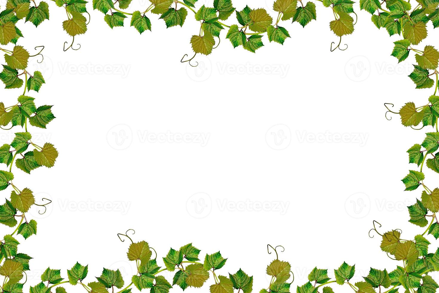 The branch of grapes isolated on white background. photo