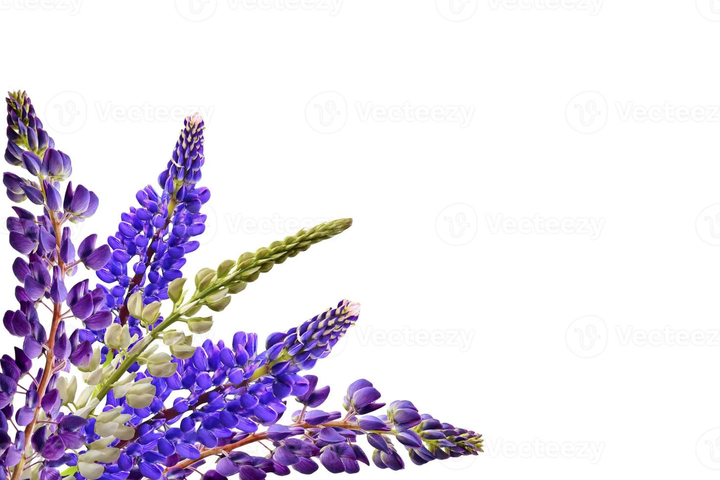 lupines beautiful flowers on a white background photo