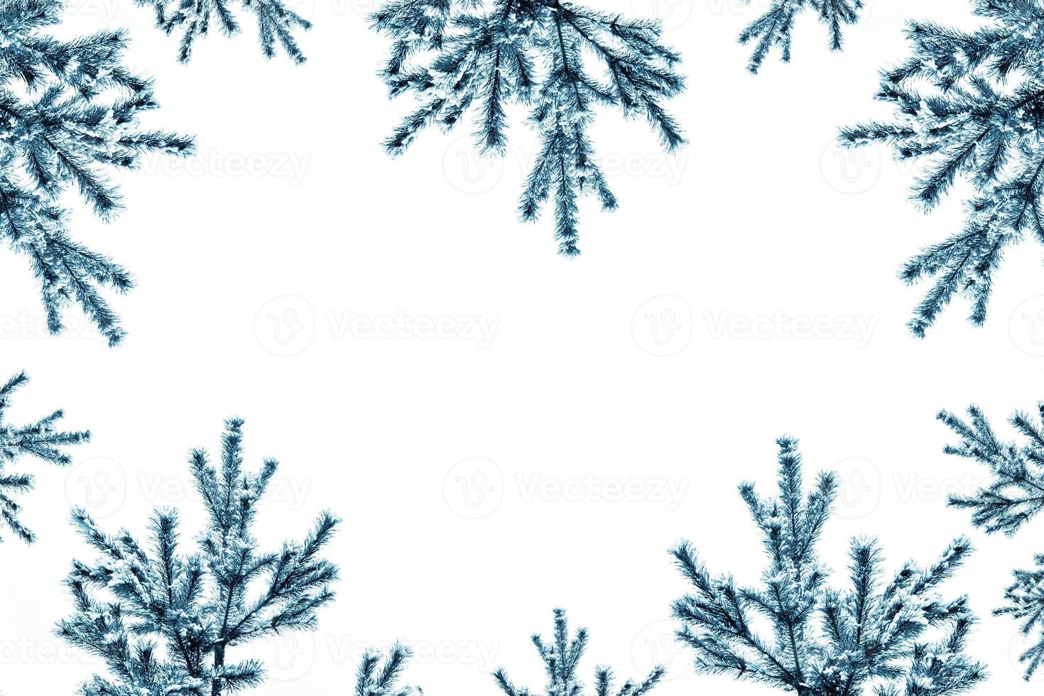 The branches of the snow covered tree Christmas tree photo