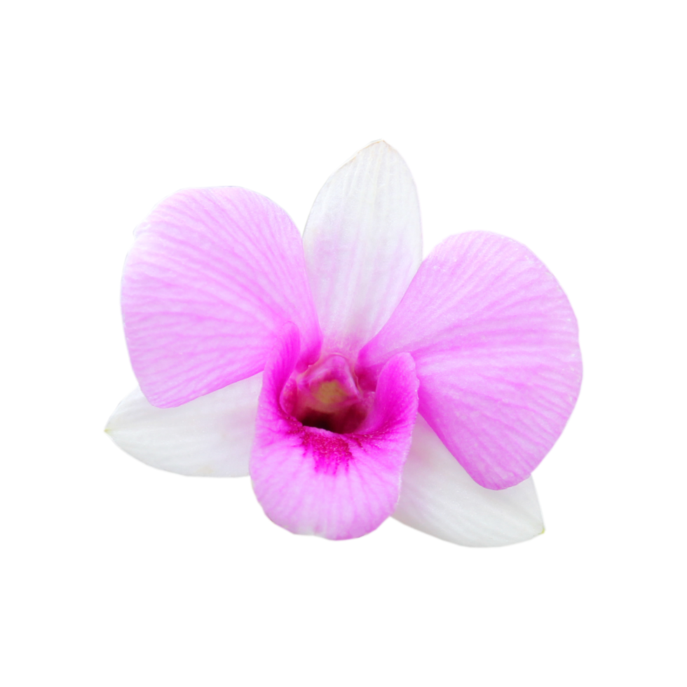 Beautiful orchid png