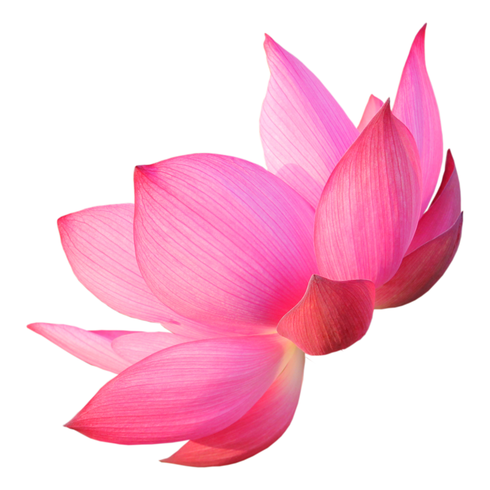 rosa lotus png