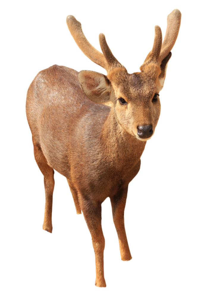 junger Hirsch png