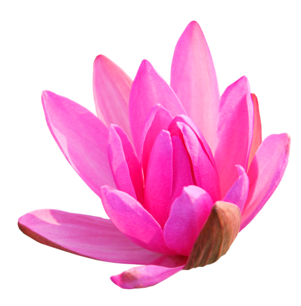 Pink lotus png