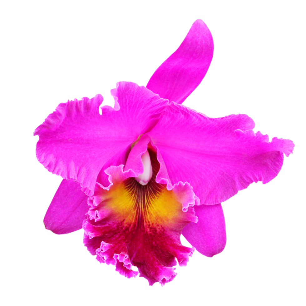 hermosa orquidea png