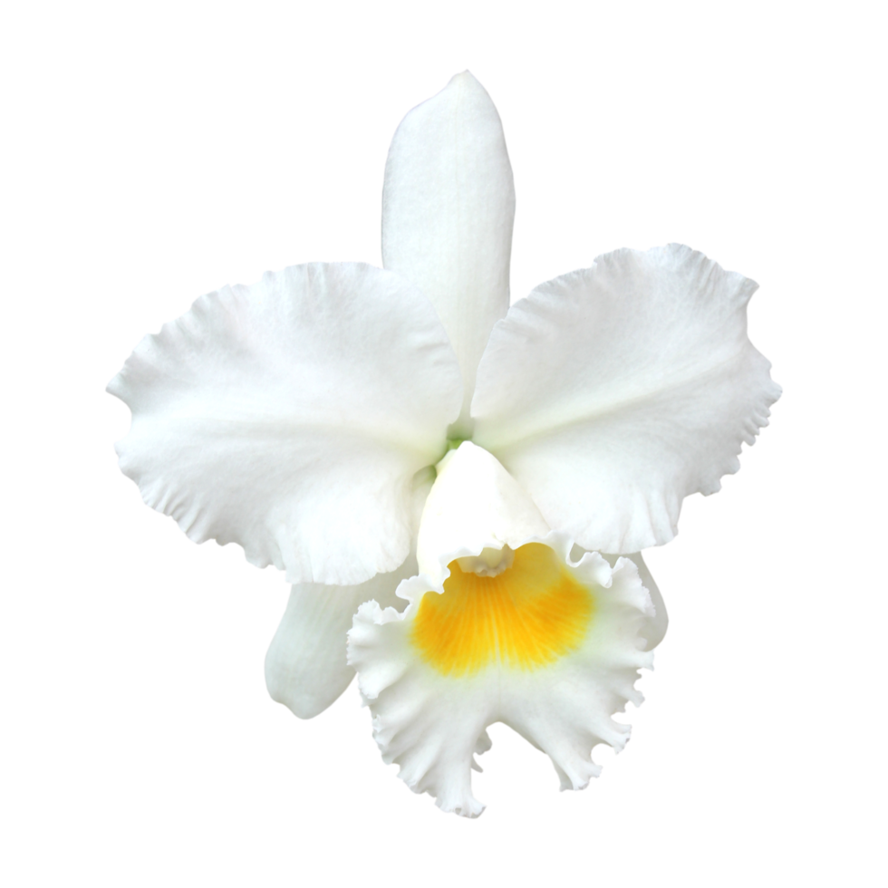 White Cattleya orchid png