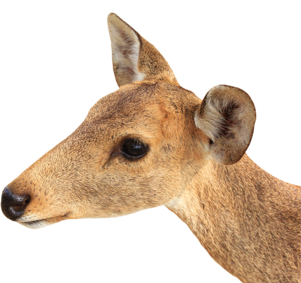 young deer png