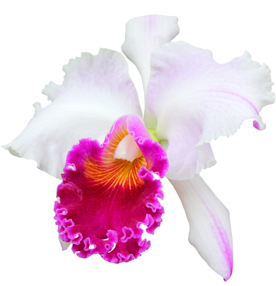 Beautiful orchid png