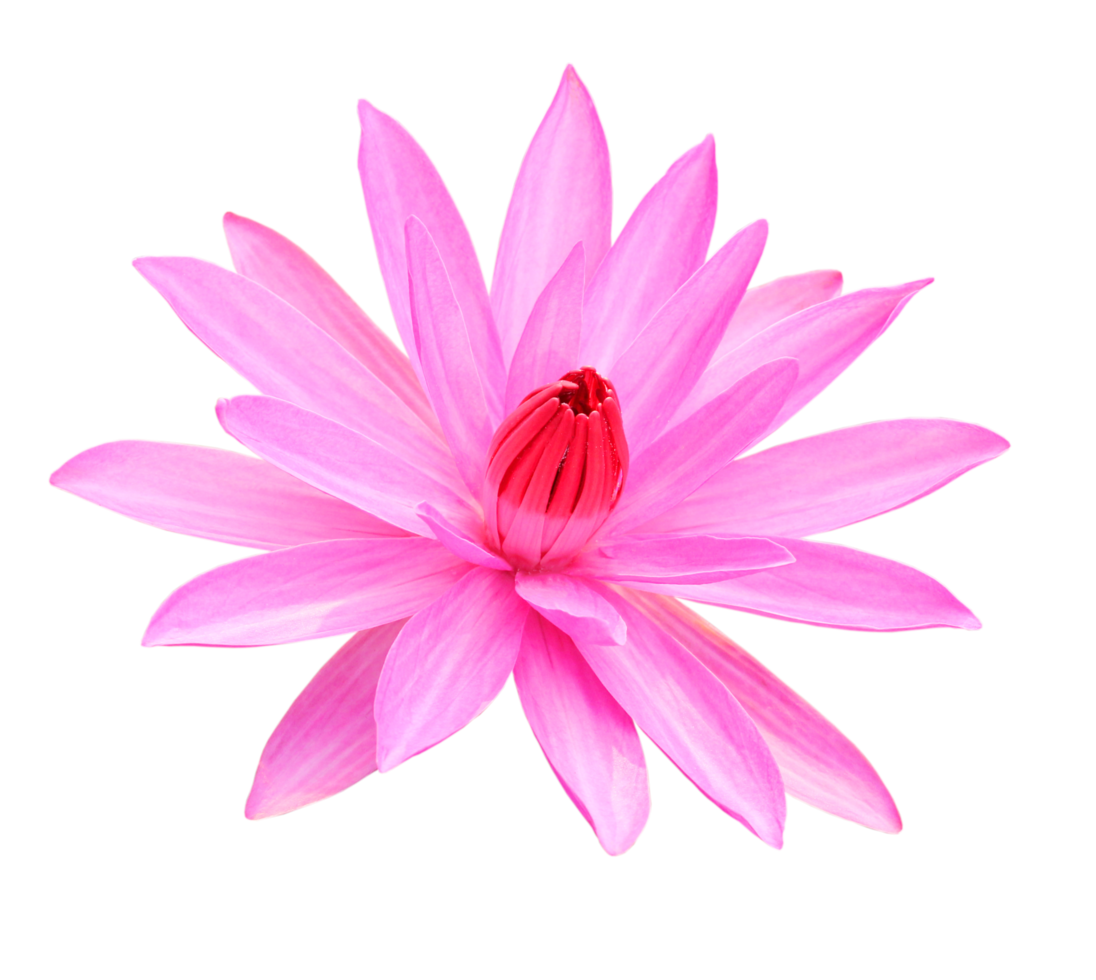 lotus rose png