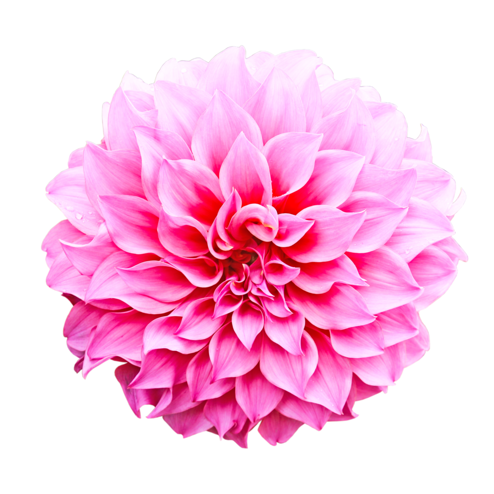 Dahlia flower png