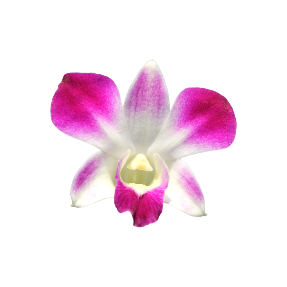 vacker orkidé png