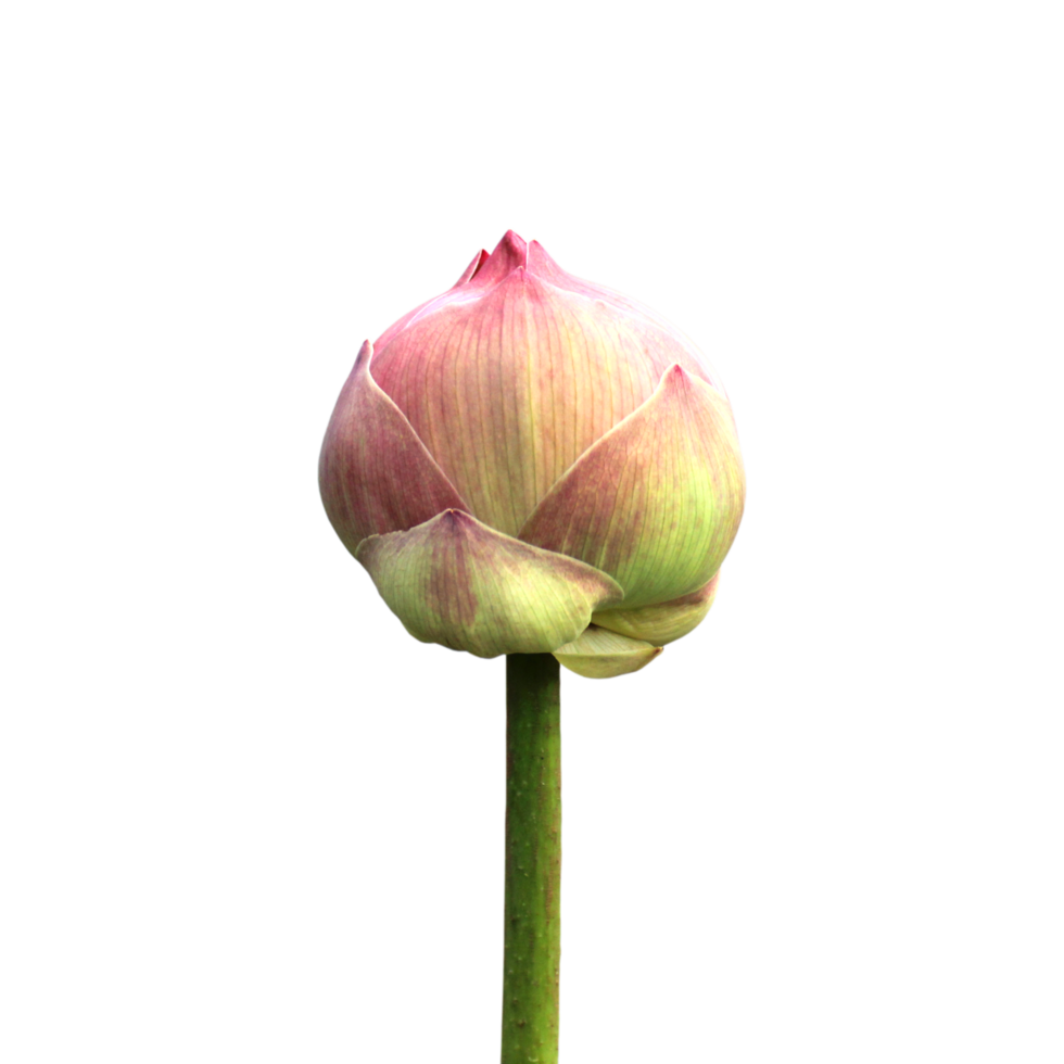 fiore di loto png