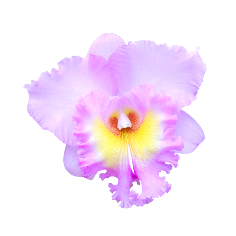 Linda Orquídea PNG