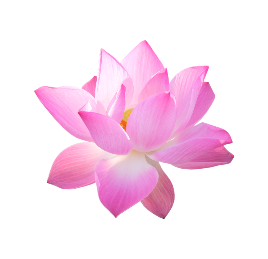 Pink Lotus Flower Png 9887136 PNG