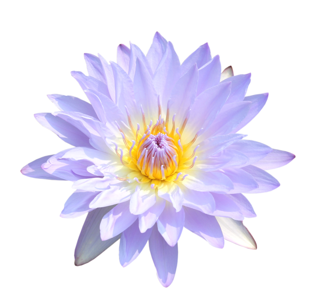 Lotus Flower Png