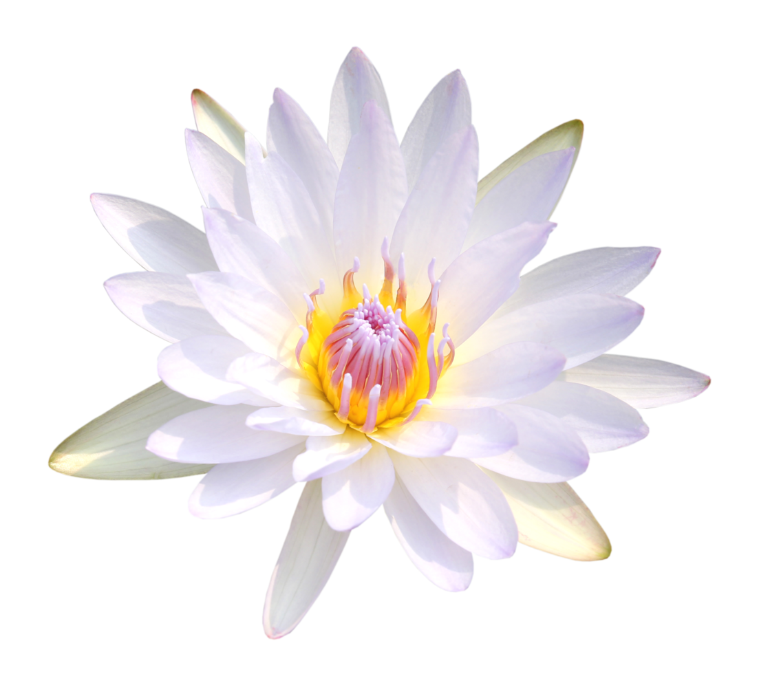 Lotus Flower Png