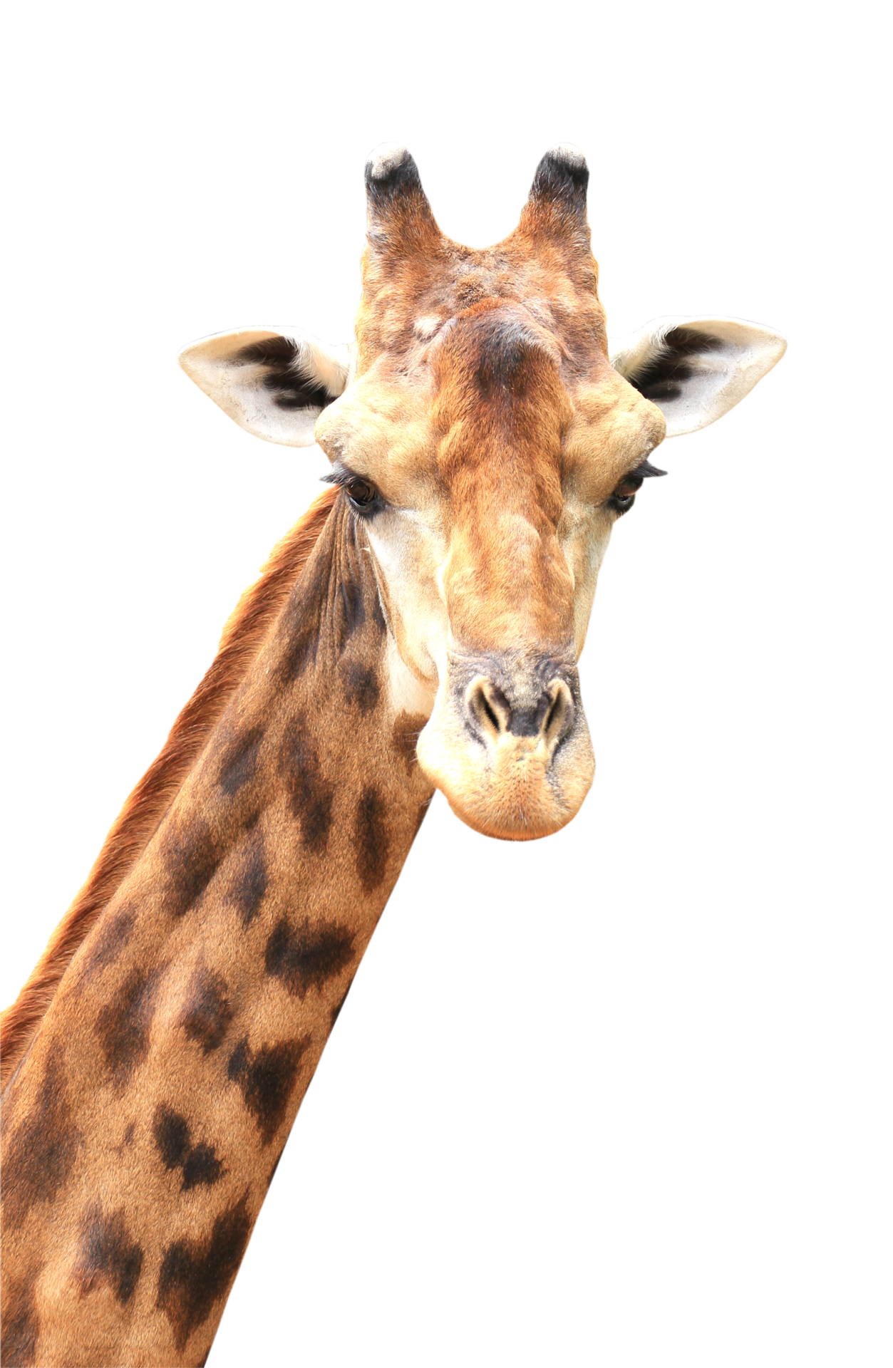 Giraffe Head PNG Free Images with Transparent Background - (110 Free Downloads) Giraffe Head PNG Free Images with Transparent Background - (110 Free Downloads)