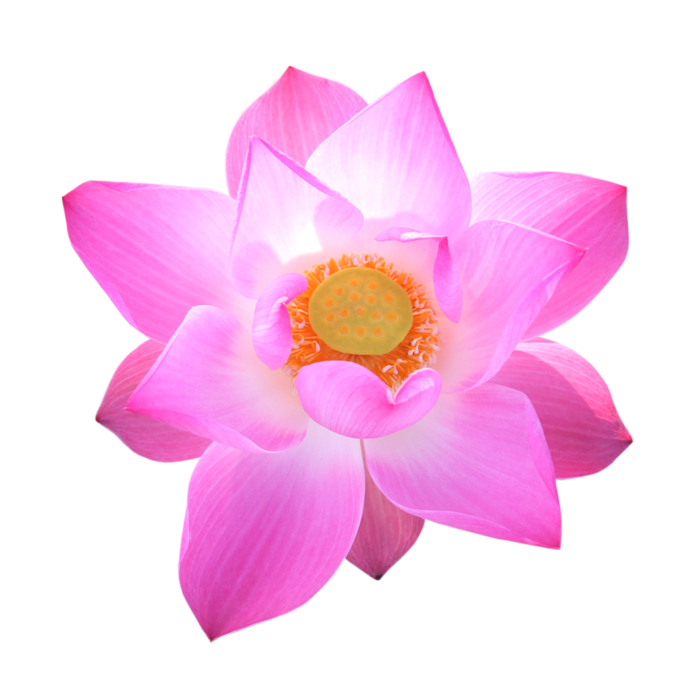Pink Lotus Flower png 9887145 PNG