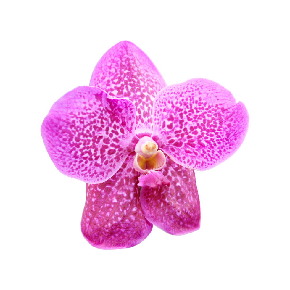 Linda Orquídea PNG