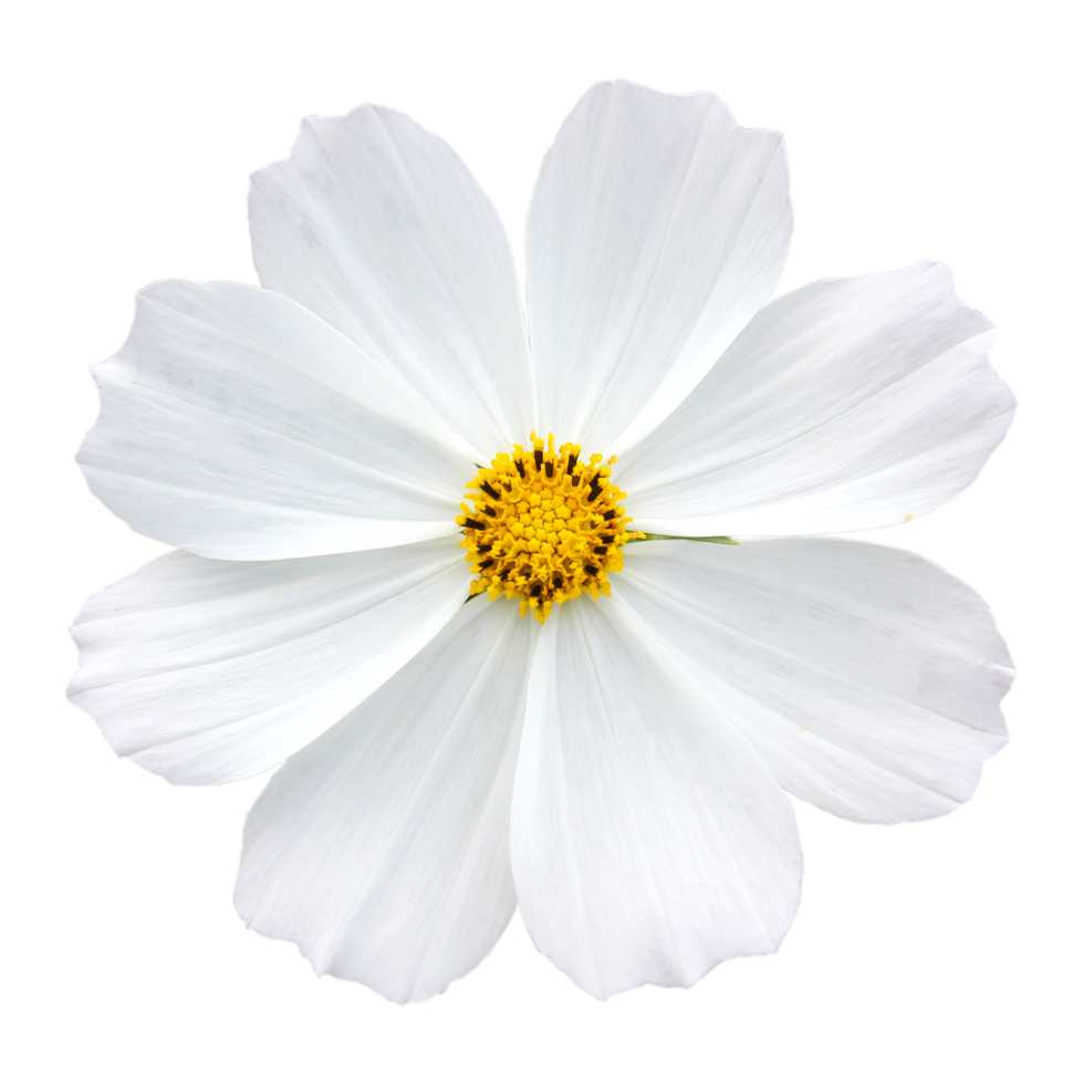 witte bloem png