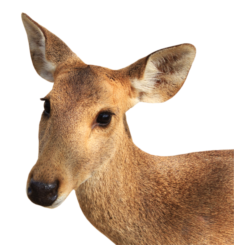 young deer png