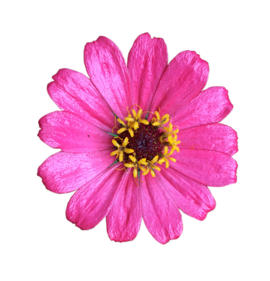 aster alpnius. alpine aster. mooie paarse bloem op een transparante achtergrond png