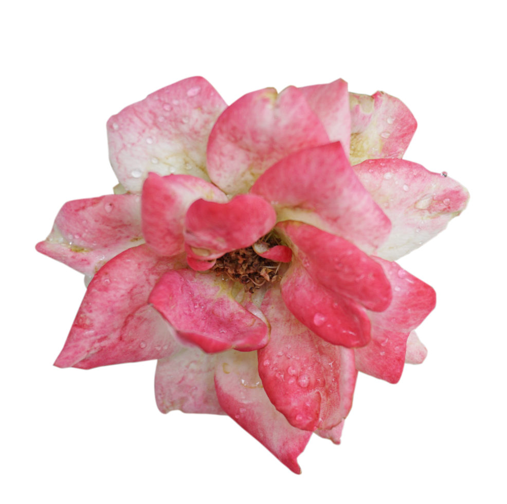 pink rose isolated on on a transparent background png