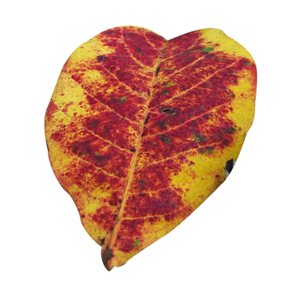 Natural fallen dry leaf isolated on transparent background png