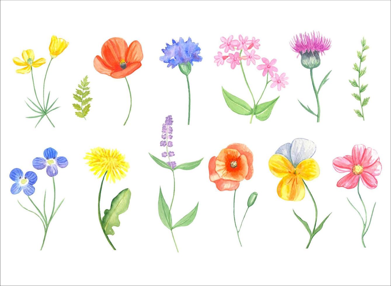 Set of wildflowers in watercolor, meadow flowers vector