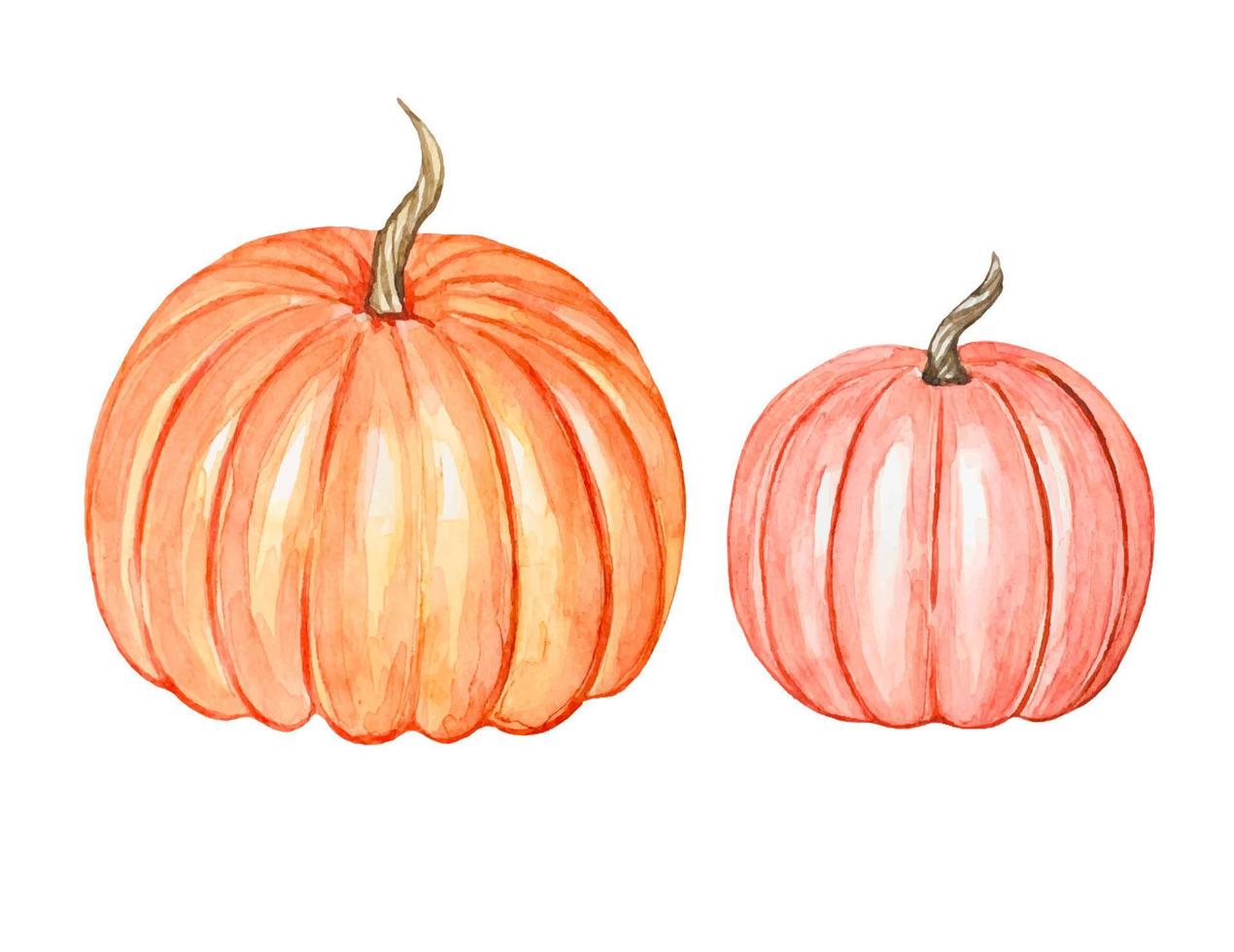 Hand drawn watercolor pumpkins, autumn illustration vector