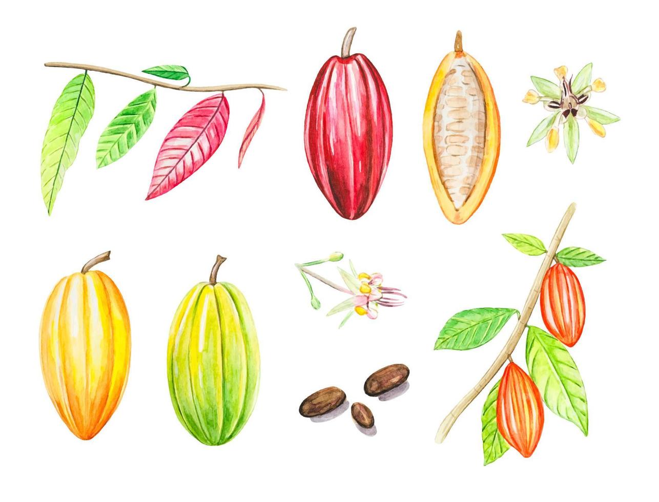 Watercolor cocoa fruits , cocoa leaves ,  beans. vector