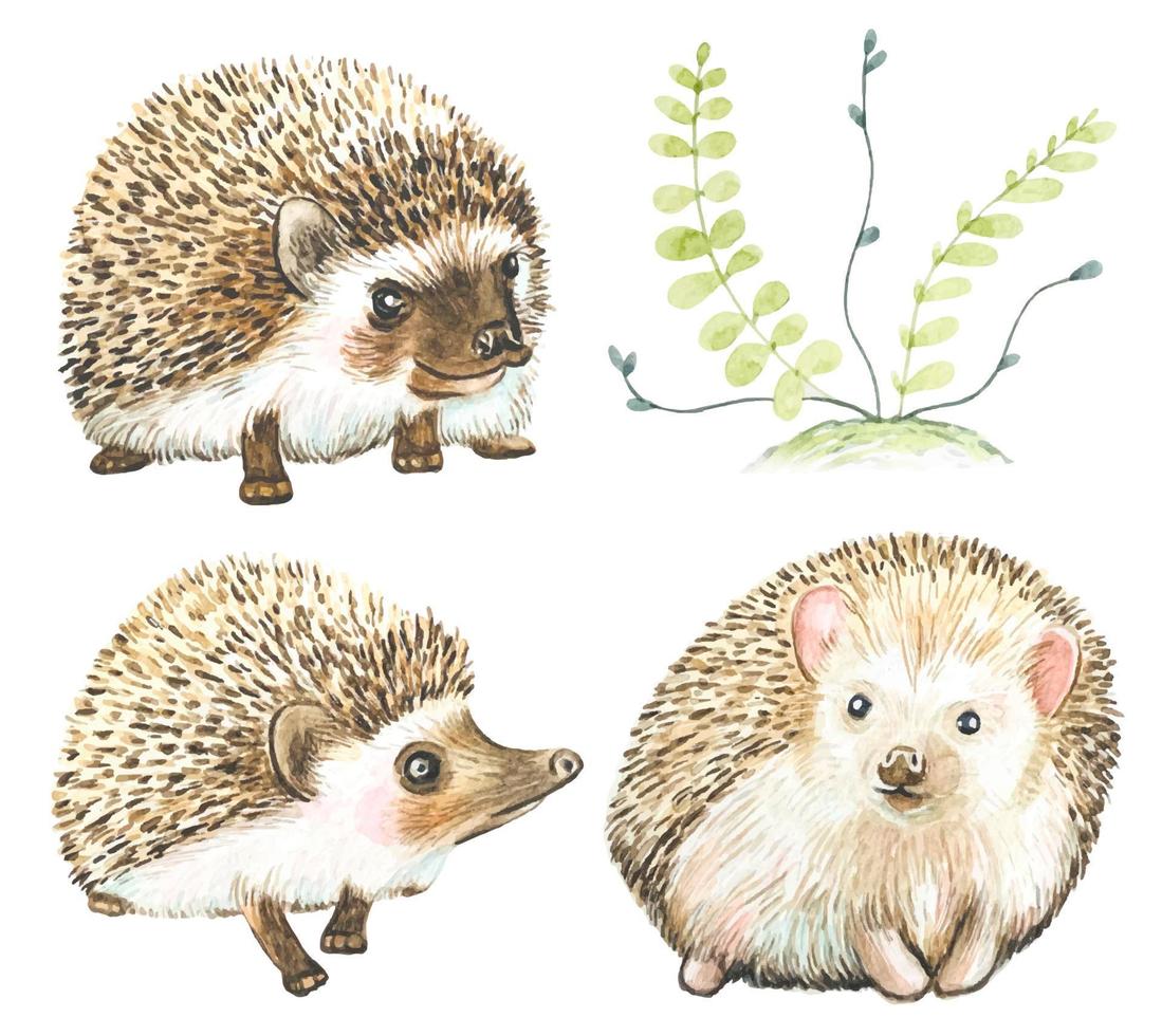 Set of cute hedgehogs in watercolor. vector