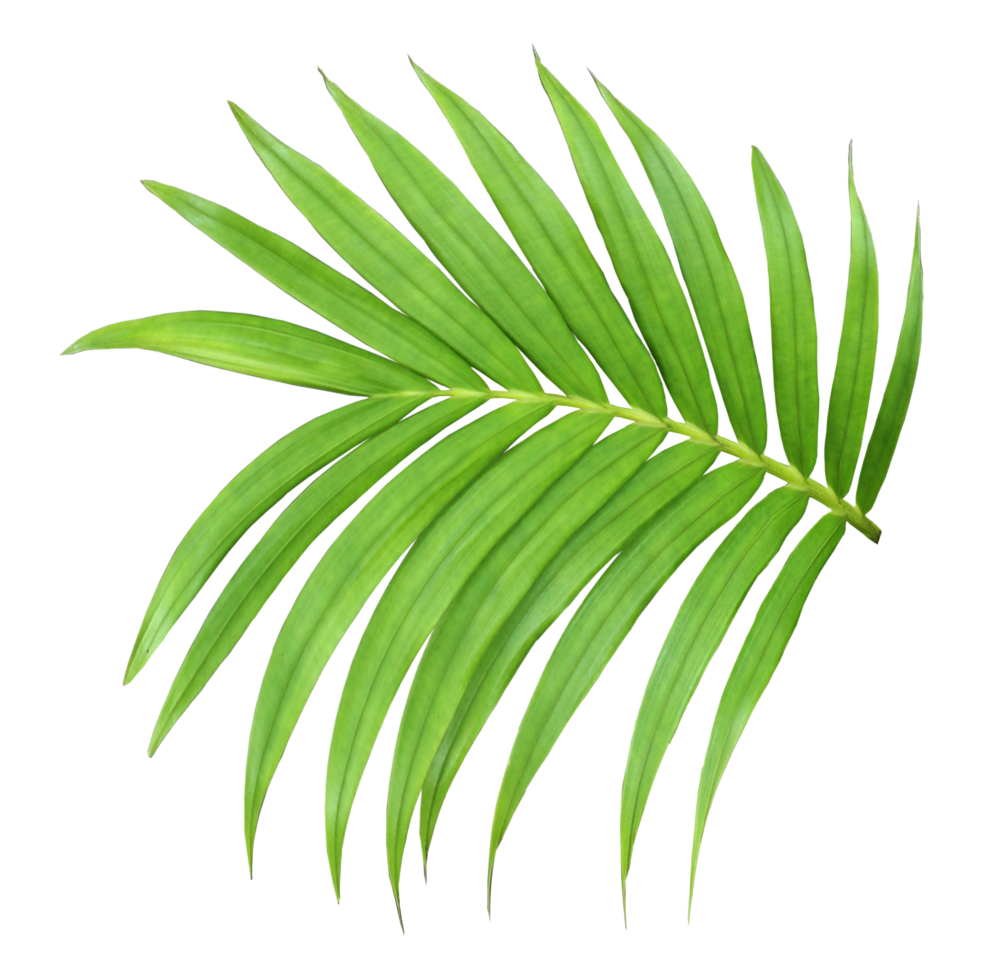 green leaf of palm tree isolated on transparent background png file