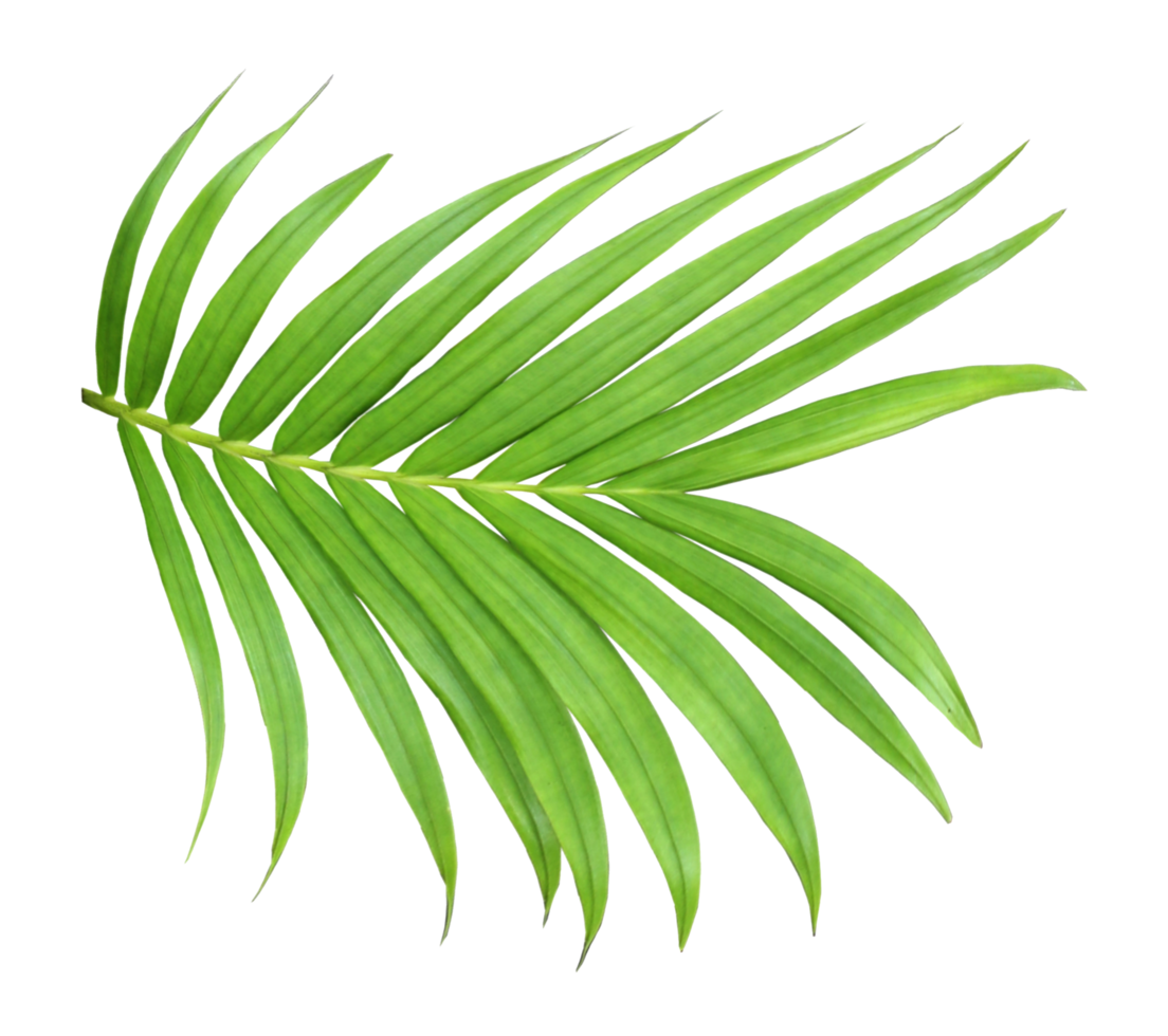 green leaf of palm tree isolated on transparent background png file