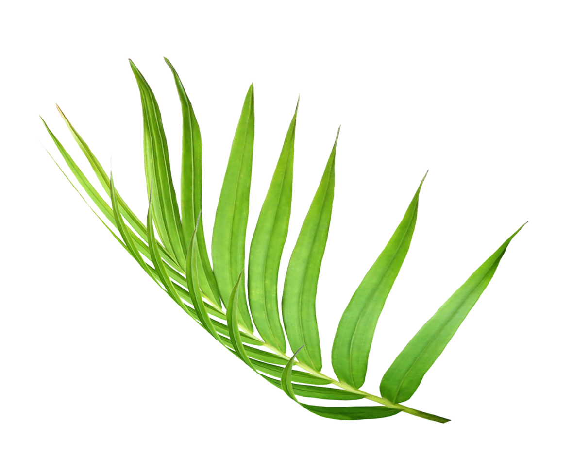 green leaf of palm tree isolated on transparent background png file